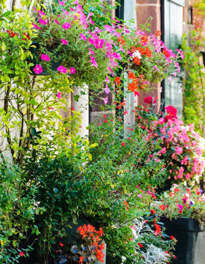 Planta flores llamativas para un colorido primaveral